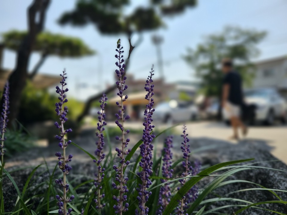 폭염경보가 내려진 6일 오전 10시20분께 양평군 용문면의 한 유명 음식점 정원에 핀 자줏빛 맥문동 꽃 앞을 사람들이 지나고 있다. (사진=장은기 기자)