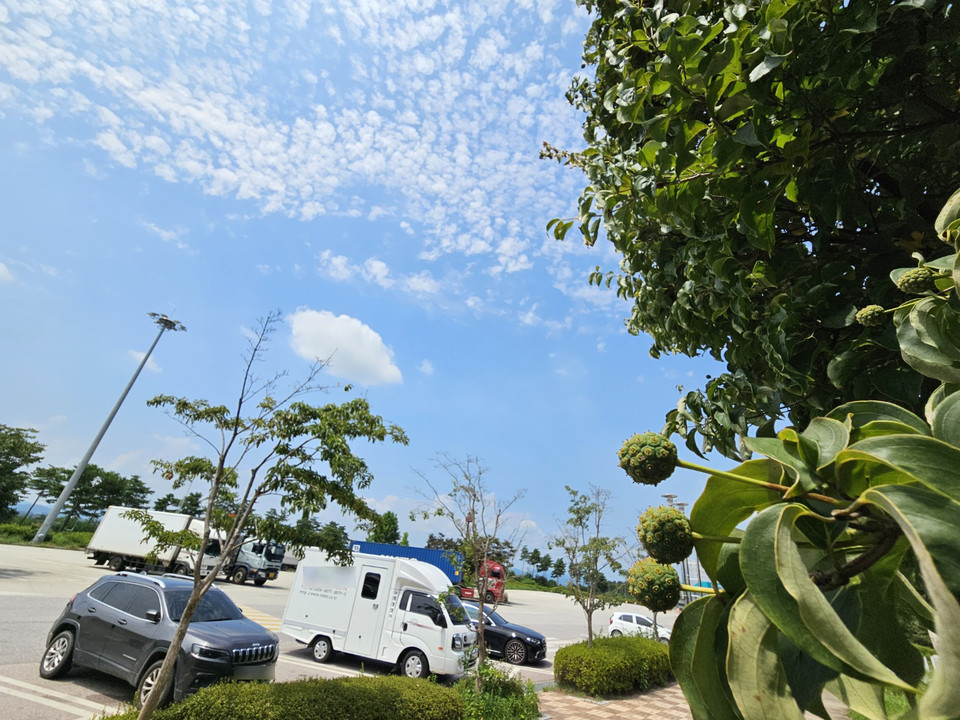 18일 금요일인 오늘 경기·인천지역은 구름 많은 가운데 한낮 기온이 크게 올라 덥겠다. 낮부터 저녁사이 소나기 내리는 곳이 있겠다. 사진은 지난 16일 오후 1시10분께 여주 중부내륙고속도로 양평방향 서여주휴게소 산딸나무 열매 뒤로 보이는 하늘에 많은 구름이 만들어져 있다. (사진=중앙신문DB)