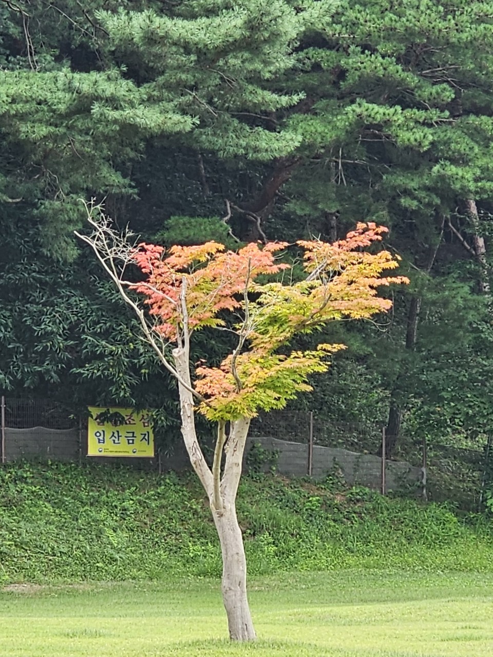 27일 오후 4시50분께 여주시 세종대왕릉 입구에 한 단풍나무가 울긋불긋 예쁘게 물든 채 나홀로 가을을 즐기고 있다. (사진=김광섭 기자)