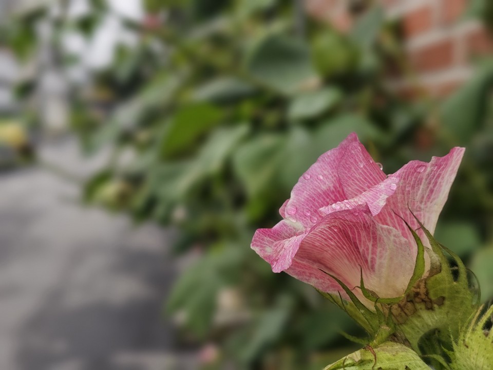 31일 오전 7시30분께 광주시 경안동의 한 주택 한켠에 옅은 분홍색의 목화꽃이 피어 있다. (사진=장은기 기자)