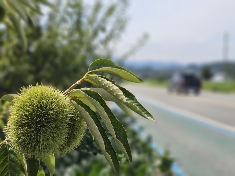 3일 오후 1시30분께 양평 개군면 공세리 도로변에 심긴 밤나무에 달린 밤송이가 점점 커지고 있다. (사진=장은기 기자)