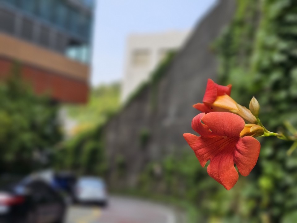 5일 화요일인 오늘 경기·인천지역은 대체로 맑고 한낮기온이 32도까지 올라 덥겠다. 늦은 오후 경기북부에 소나기 내리는 곳이 있겠다. 소나기에 의한 예상 강수량은 5~40㎜정도겠다. 사진은 전날(4일) 오후 1시40분께 성남시 분당서울대병원에 핀 능소화 모습. (사진=장은기 기자)