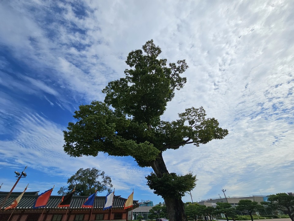 5일 오전 9시30분께 수원화성행궁 앞에 수령 350년의 보호수(느티나무)가 높은  파란 가을하늘을 배경으로 그 위용이 더욱 드높아 보인다. (사진=권영복 기자)