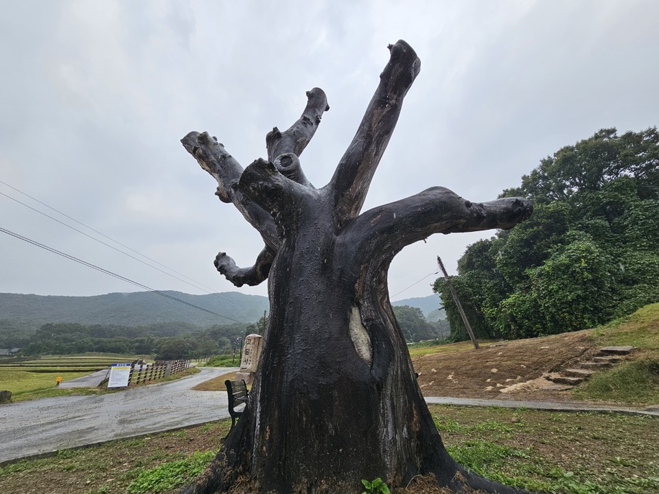 가을비가 내리고 있는 20일 오후 1시10분께 여주시 	북내면 상교리 고달사지 인근에 고목이 우뚝 서있다. (사진=김광섭 기자)