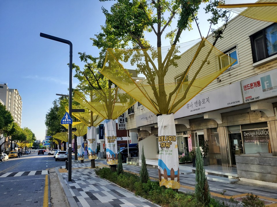 5일 오후 4시50분께 수원시 팔달구 도청오거리 인근 도로 은행나무마다 노란색의 수집망들이 설치돼, 가을철 은행열매로 인한 악취를 차단하고 있다. (사진=권영복 기자)