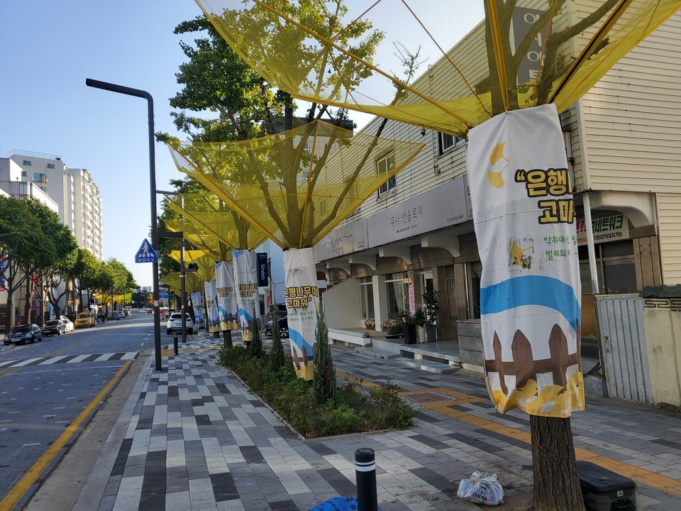 6일 금요일인 오늘 경기·인천지역은 구름 많은 날씨를 보이겠다. 아침기온이 4도까지 떨어지면서 쌀쌀하겠다. 사진은 전날(5일) 오후 4시50분께 수원시 팔달구 도청오거리 인근 도로 은행나무마다 설치된 수집망. (사진=권영복 기자)