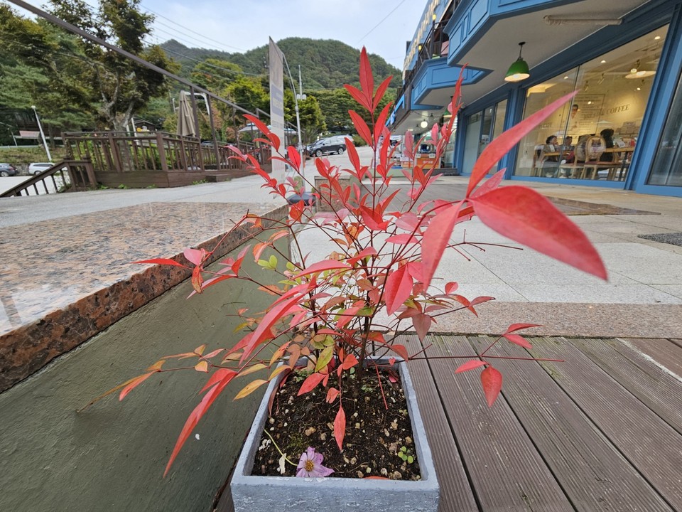 임산부의 날이면서 정신건강의 날인 10일 화요일인 오늘 경기·인천지역은 흐리다가 새벽부터 대체로 맑겠다. 아침 경기내륙엔 짙은 안개 끼는 곳이 있겠다. 사진은 울긋불긋 예쁜 색으로 물들고 있는 남천. (사진=중앙신문DB)