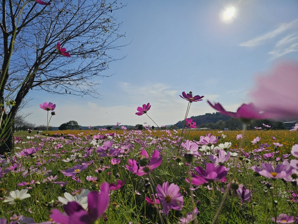11일 수요일인 오늘 경기·인천지역은 가끔 구름 많다가 오후부터 차차 맑아지겠고, 당분간 일교차가 크겠다. 사진은 전날(10일) 오후 4시10분께 여주시 대신면 당남리섬에 핀 가을전령 코스모스. (사진=김광섭 기자)