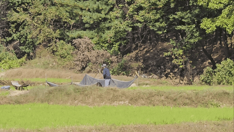 18일 오전 10시50분께 여주시 세종대왕면 번도리 밭에서 한 농부가 도리깨질로 들깨를 떨고 있다. (영상=김광섭 기자)