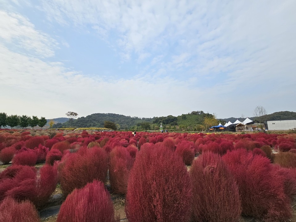 20일 금요일인 오늘 경기·인천지역은 대체로 흐리다가 새벽부터 차차 맑아지겠다. 새벽 경기남부지역엔 5㎜미만의 비가 내리겠다.  바람 또한 강하게 불 것으로 예상된다. 사진은 연천 댑싸리 정원 전경. (사진=오기춘 기자)