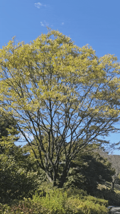 경찰의 날인 21일 토요일인 오늘 경기·인천지역은 대체로 맑고 기온이 1도까지 뚝 떨어져 춥겠다. 바람도 불어 쌀쌀하겠다. 영상은 전날(20일) 낮 12시10분께 여주시 하거동으로 노랗게 물든 느티나무가 바람에 흔들리고 있다. (영상=김광섭 기자)