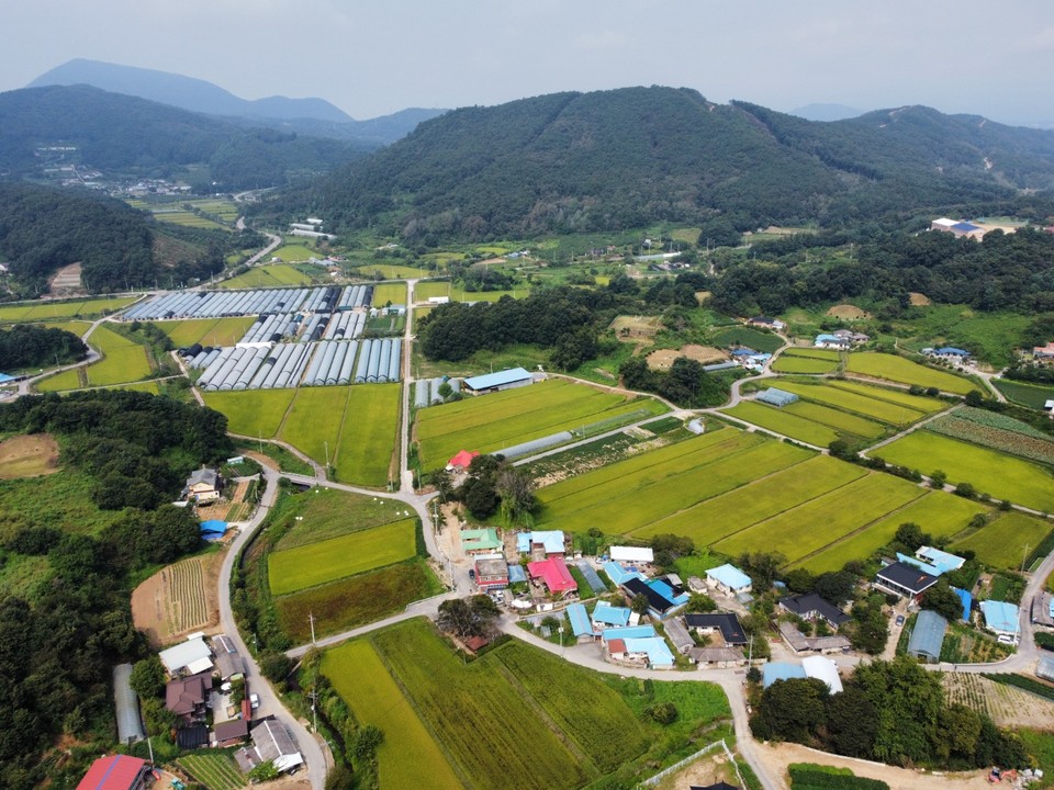 11일 오전 11시께 양평군 지평면 옥현리 일대 농경지가 황금색과 갈색으로 서서히 바뀌고 있다. (사진=김광섭 기자)