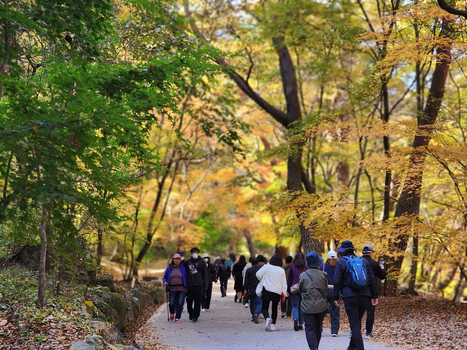맑은 날씨를 보인 25일 오전 11시58분께 용문산 용문사를 오르는 길목에 단풍을 보러 온 나들이객들로 인산인해를 이루고 있다. (사진=장은기 기자)