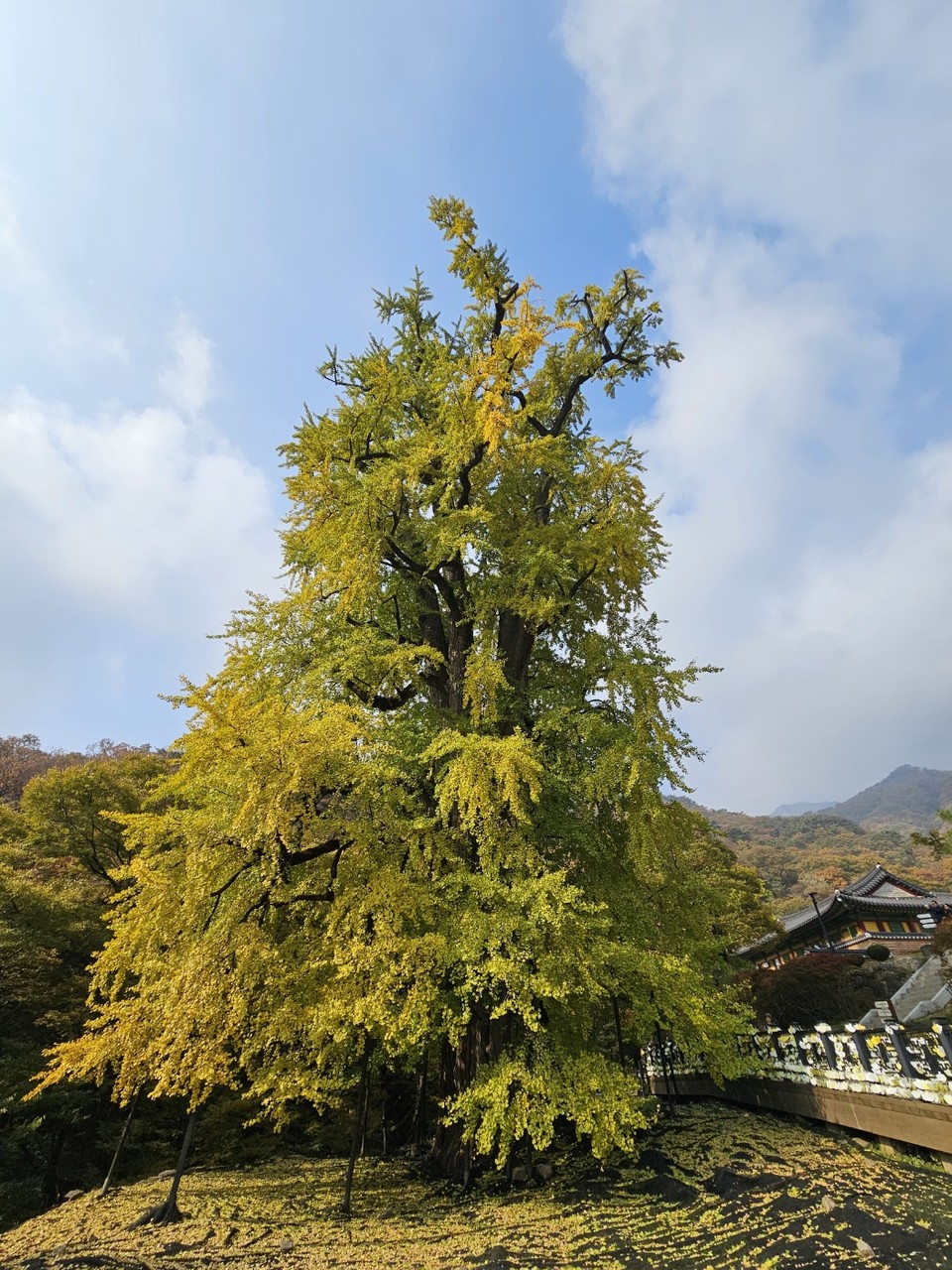 25일 오전 10시30분께 천년 넘은 세월을 보낸 양평 용문사 은행나무가 노랗게 물들어 가고 있다. (사진=장은기 기자)
