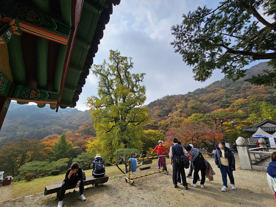 25일 오전 11시20분께 천년고찰 양평 용문사를 찾은 중국 관광객들이 은행나무와 용문사 곳곳을 배경으로 사진을 찍고 있다. (사진=장은기 기자)