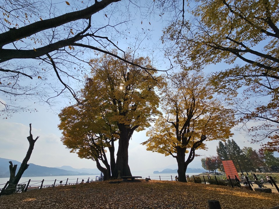 25일 낮 12시50분께 양평 두물머리 느티나무가 노랗게 변하고 있다. (사진=장은기 기자)