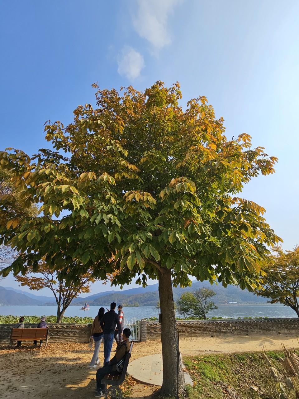 지방자치의 날인 29일 일요일인 오늘 경기·인천지역은 대체로 맑은 선선한 가을날씨를 보이겠다. 오전 경기내륙을 중심으로 짙은 안개 끼는 곳이 있겠다. 사진은 지난 25일 오후 1시50분께 양평 양수리 두물머리 인근의 마로니에 나무가 노랗게 물들고 있다. (사진=장은기 기자)