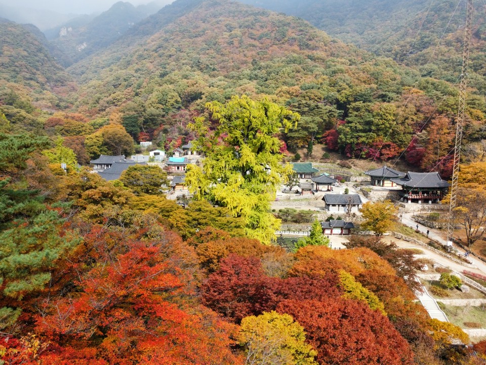 25일 오전 10시 50분께 마주한 양평 용문사 은행나무의 거대함에 노랗게 변한 은행잎까지 더해져 그야말로 장관이다. (사진=김광섭 기자)
