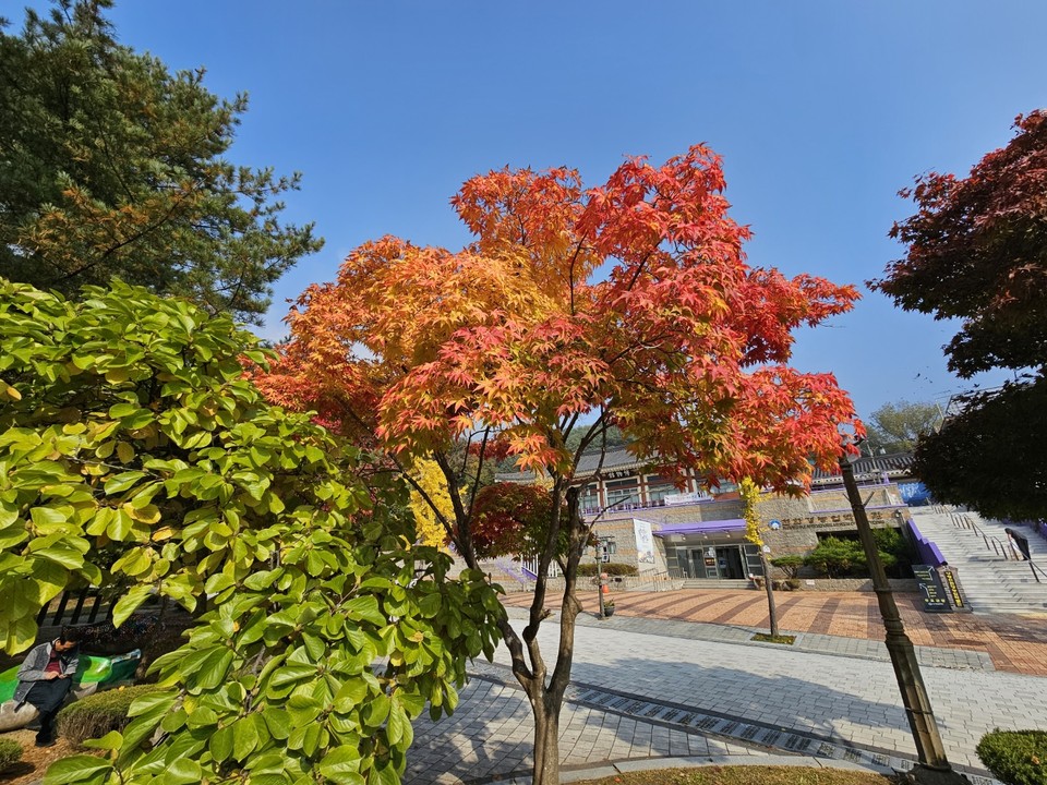 금융의 날이자 31일 화요일인 오늘 경기·인천지역은 구름 많은 날씨를 보이겠다. 아침 곳곳에 안개 끼는 곳이 있겠다. 사진은 용문산광광단지 내 단풍나무가 예쁘게 물들고 있다. (사진=장은기 기자)