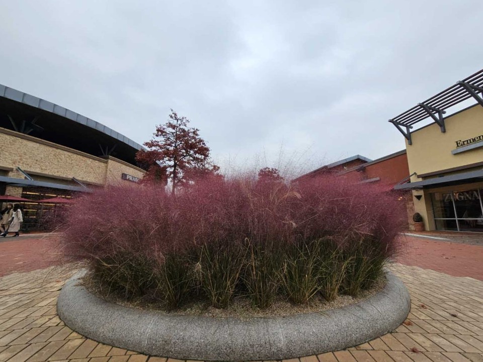1일 오전 11시40분께 여주프리미엄아웃렛에 쇼핑객을 반기는 듯 핑크뮬리가 곱게 피어있다. (사진=김광섭 기자)