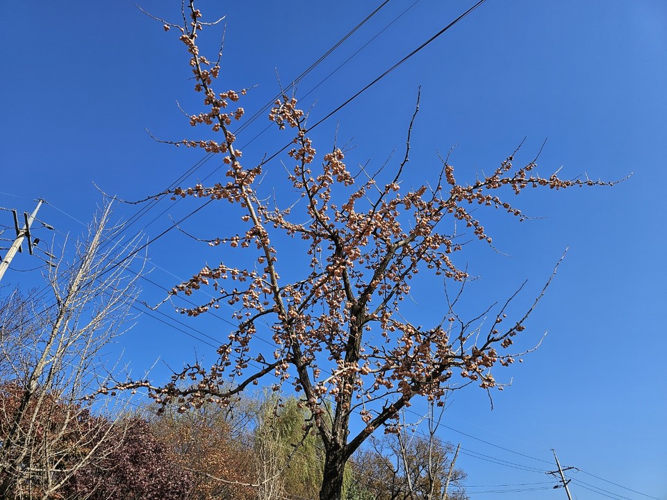 13일 오후 1시10분께 여주 천년고찰 신륵사 입구에 있는 은행나무가 열매를 떨구지 않은 채 겨울을 기다리고 있다. (사진=김광섭 기자)