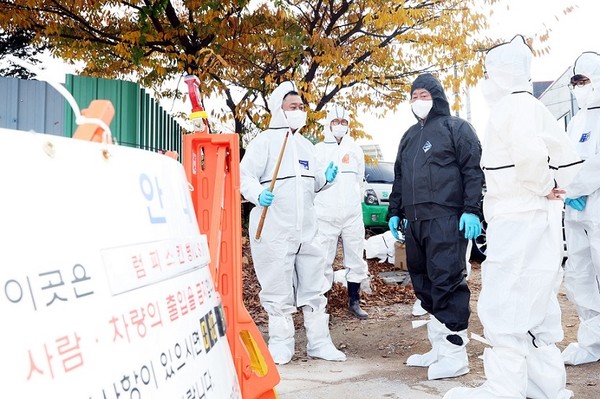 파주시가 관내 소사육 농가의 ‘럼피스킨’으로 인한 피해를 최소화하기 위한 차단 방역에 안간힘을 쏟고 있다. (사진제공=파주시청)
