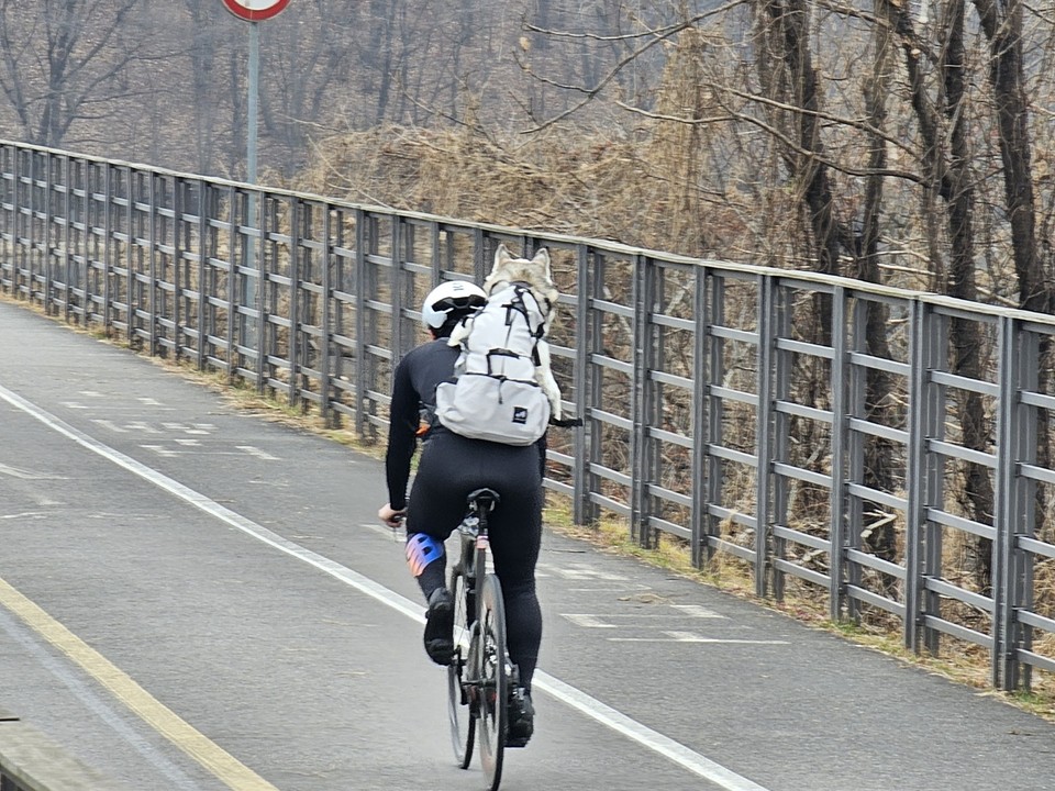 9일 오전 11시37분께 남양주시 조안면 능내리 팔당댐 인근 자전거길에서 만난 한 남성 라이더의 반려견 사랑이 대단하다. (사진=이승렬 기자)