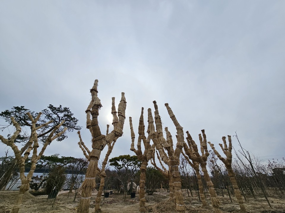 12일 오후 1시20분께 여주시 현암동의 한 조경업체 화단에 심긴 여러 그루의 나무에 동빙한설(凍氷寒雪)을 이겨낼 겨울옷이 입혀져 있다. (사진=김광섭 기자)