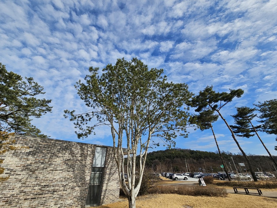 13일 오후 1시20분께 여주 세종대왕면 세종대왕릉에 심긴 백송이 멋진 구름을 배경으로 귀한 그 모습이 더욱 빛나고 있다. (사진=김광섭 기자)