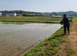 파주시는 내년 벼 재배에 필요한 ‘친환경 농업인 왕우렁이 지원사업’ 참여 농가를 오는 29일까지 접수하고 있다. (사진제공=파주시청)