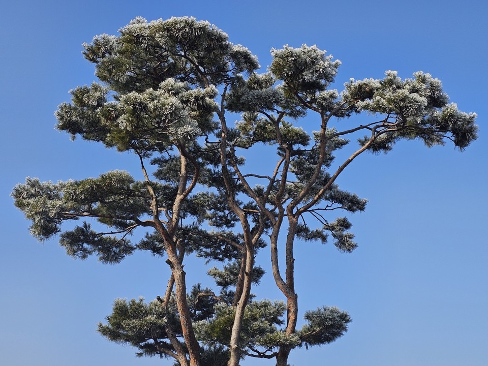 13일 토요일인 오늘 경기·인천지역은 대체로 맑겠고, 빙판길과 도로 살얼음에 유의해야 한다. 사진은 소나무에 핀 상고대. (사진=중앙신문DB)