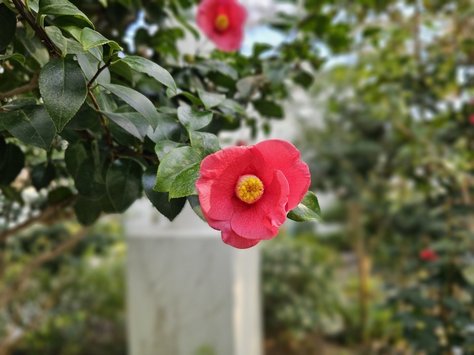 4일 일요일인 오늘 경기·인천지역은 대체로 흐리고, 경기동부지역에 아침까지 빗방울 또는 눈 날림이 있겠다.사진은 황학산수목원 난대식물원에 활짝 핀 동백꽃. (사진=중앙신문DB)
