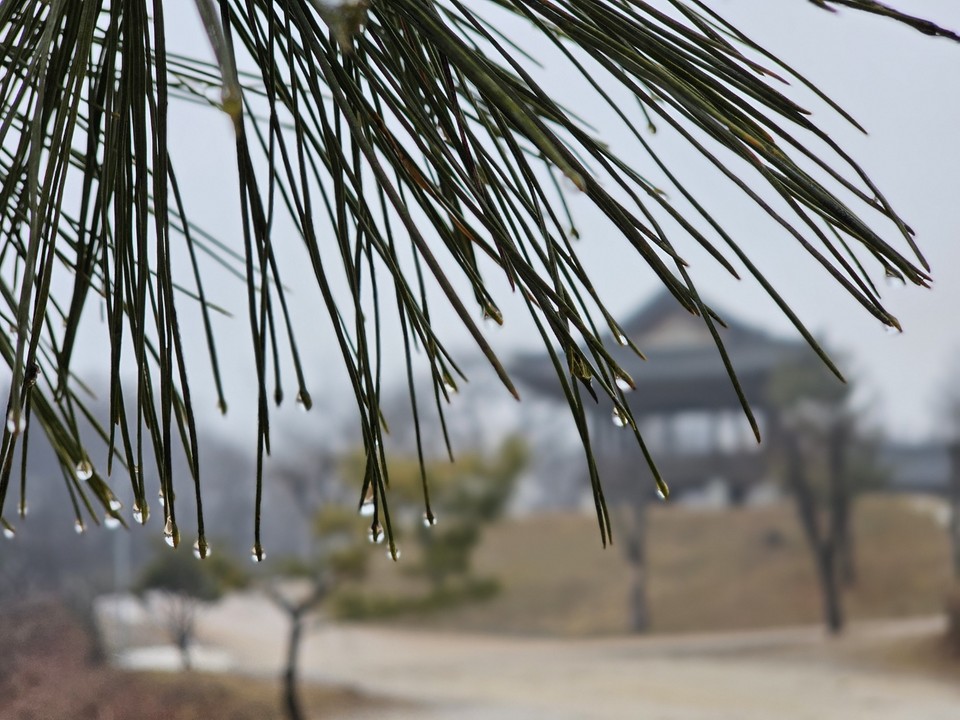 20일 토요일인 오늘 경기·인천지역은 흐리고, 늦은 오후부터 밤사이에 경기남부지역에는 비 또는 눈이 내리겠고, 그 밖의 지역에는 빗방울 또는 눈이 날리겠다. 사진은 솔잎에 맺힌 물방울. (사진=중앙신문DB)