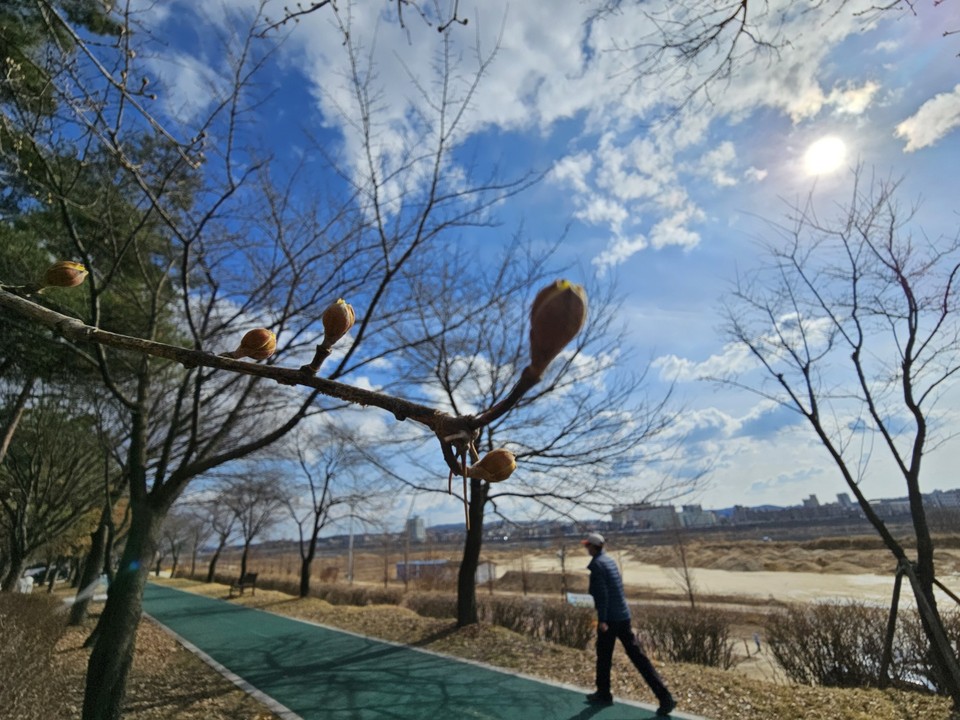 26일 오후 2시50분께 여주시 현암동에서 바라본 오랜만인 파란하늘이 이제 막 터트린 산수유꽃 몽우리 뒤로 보인다. (사진=김광섭 기자)