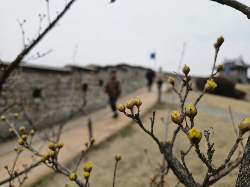 5일 낮 12시50분께 수원시 수원화성 동북포루 인근에 산수유꽃이 피어있다. (사진=권영복 기자)