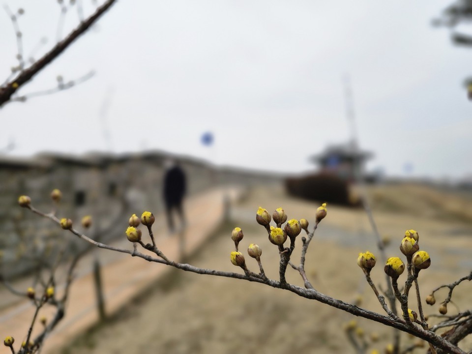 6일 수요일인 오늘 경기·인천지역은 구름 많은 날씨를 보일 것으로 예상된다. 사진은 전날 인근에 핀 산수유꽃. (사진=권영복 기자)