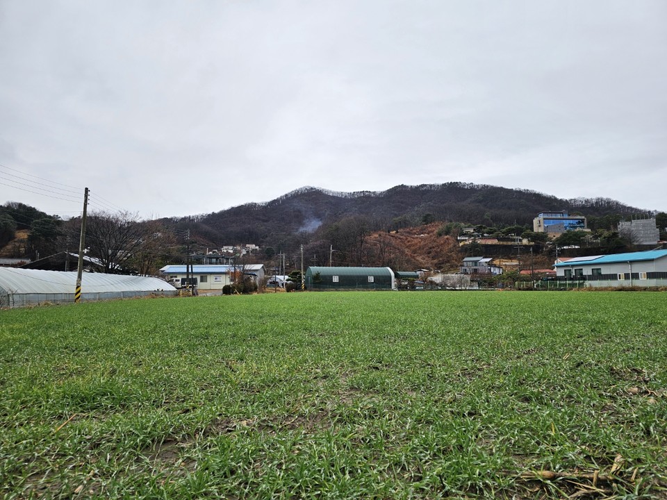 15일 월요일인 오늘 경기·인천지역은 대체로 맑은 날씨를 보이겠고, 아침 기온이 영하 12도까지 떨어져 춥겠다. 강한 바람도 불어 체감 온도는 더 낮을 것으로 예상된다. 사진은 겨울 보리밭 풍경. (사진=중앙신문DB)