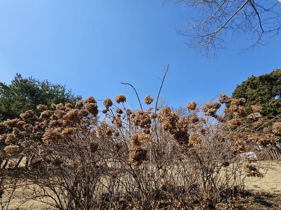 16일 토요일인 오늘 경기·인천지역은 대체로 맑다가 낮부터 차차 흐려져지겠다. 늦은 오후 경기북부지역엔 0.1㎜미만의 비가 오겠다. 아침엔 짙은 안개 끼는 곳이 있겠다. 사진은 추운 겨울을 이겨내고 봄을 맞이한 수국. (사진=중앙신문DB)