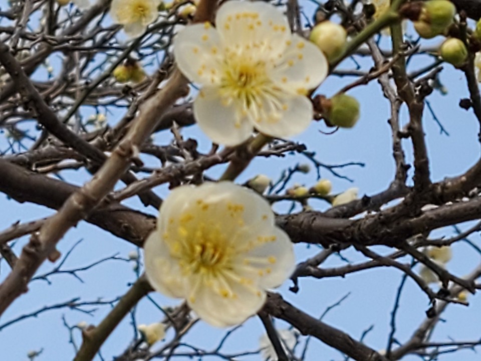 18일 오후 수원광교 호수공원 산책로에 백매화꽃이 활짝 펴 산책 나온 시민들이 발걸음을 멈추게 하고 있다. (사진=권영복 기자)