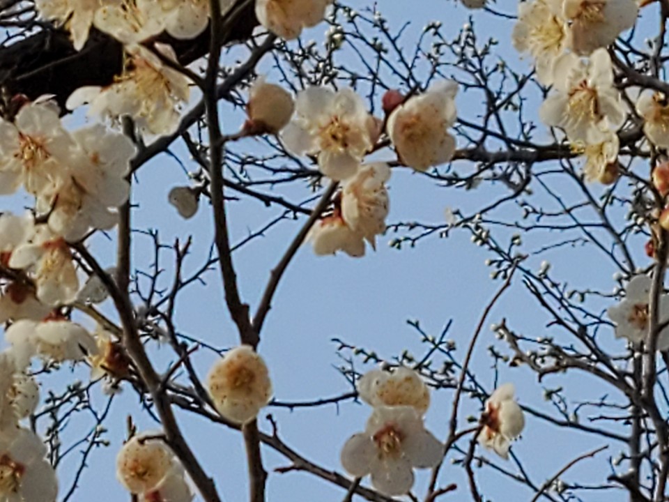 18일 오후 수원광교 호수공원 산책로에 백매화꽃이 활짝 펴 산책 나온 시민들이 발걸음을 멈추게 하고 있다. (사진=권영복 기자)