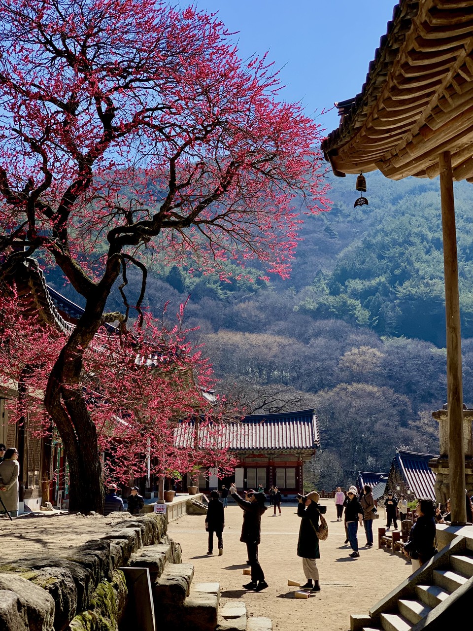 많은 사람들로부터 사랑을 받고 있는 화엄사 홍매화가 21일 오전 10시30분께 활짝 펴 상춘객들의 감탄을 자아내고 있다. (사진=오기춘 기자)
