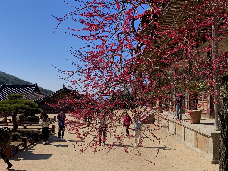 많은 사람들로부터 사랑을 받고 있는 화엄사 홍매화가 21일 오전 10시30분께 활짝 펴 상춘객들의 감탄을 자아내고 있다. (사진=오기춘 기자)