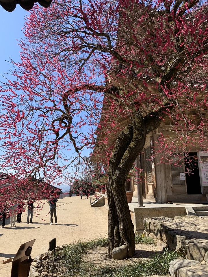 많은 사람들로부터 사랑을 받고 있는 화엄사 홍매화가 21일 오전 10시30분께 활짝 펴 상춘객들의 감탄을 자아내고 있다. (사진=오기춘 기자)
