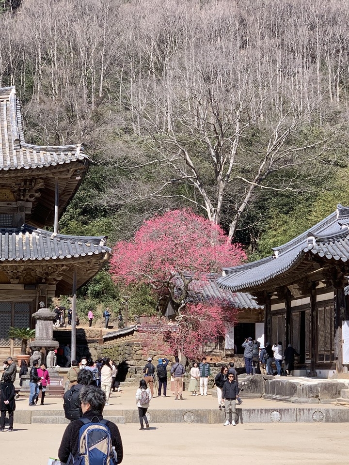 많은 사람들로부터 사랑을 받고 있는 화엄사 홍매화가 21일 오전 10시30분께 활짝 펴 상춘객들의 감탄을 자아내고 있다. (사진=오기춘 기자)