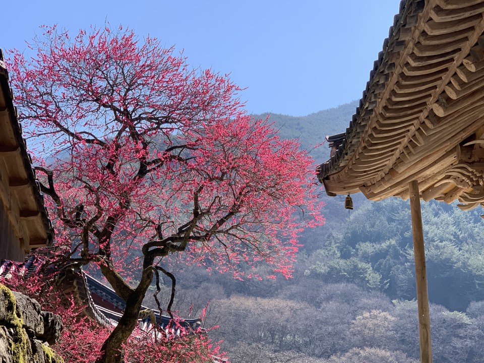 24일 일요일인 오늘 경기·인천지역은 대체로 맑은 날씨를 보이겠다. 사진은 화엄사에 활짝 핀 홍매화.(사진=중앙신문DB)