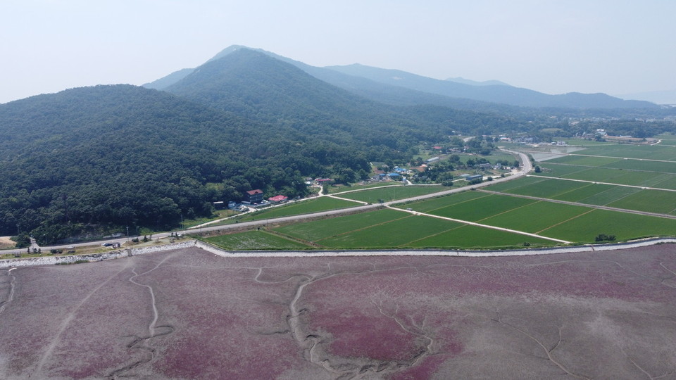 인천광역시가 새 학기를 맞아 ‘2024년 학교급식 친환경 쌀 공급 사업’을 시작했다. 사진은 인천 강화군 석모도 함초와 강화평야. (사진=중앙신문DB)