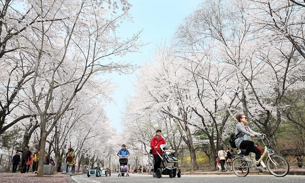 인천시가 봄을 알리는 아름다운 꽃들이 개화를 앞두고 있다. 사진은 인천대공원. (사진제공=인천관광공사)