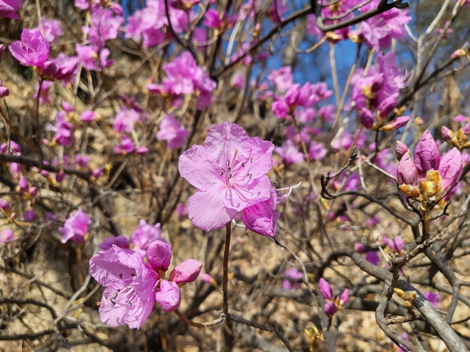 월요일인 1일 오늘 경기·인천지역은 낮과 밤의 기온차가 크겠고, 대체로 맑겠다. 사진은 활짝 핀 진달래.(사진=중앙신문DB)