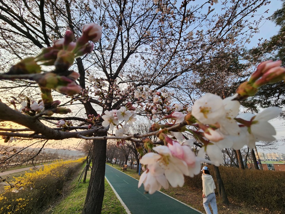 2일 오후 6시28분께 여주시 현암동 걷고싶은거리에 활짝 핀 벚꽃 사이로 한 시민이 산책을 즐기고 있다. (사진=김광섭 기자)
