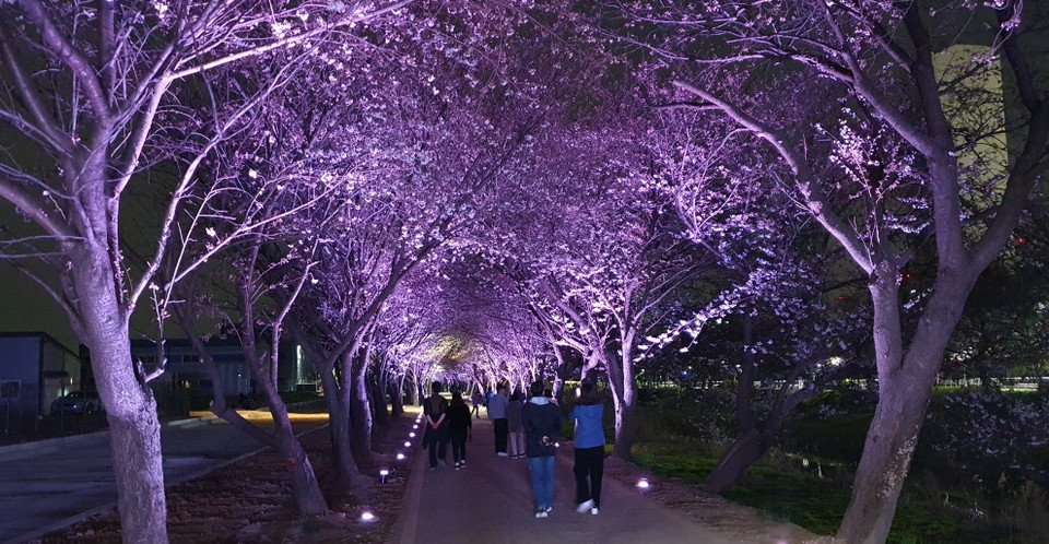 사진은 경관조명이 설치된 계양천 벚꽃길. (사진제공=김포시청)